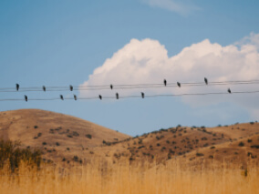 ravens on the wires